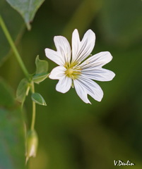 Cerastium davuricum