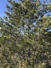 Pinus remota