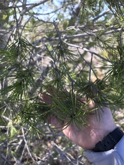 Pinus remota