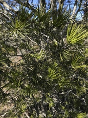 Pinus remota