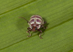Asphaera quadrifasciata
