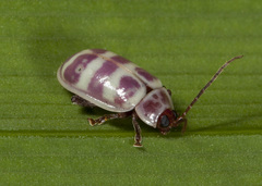 Asphaera quadrifasciata