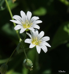 Cerastium davuricum