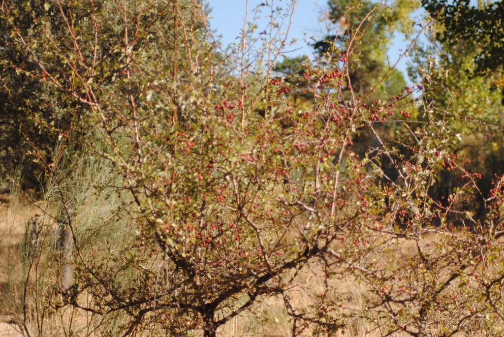 Crataegus monogyna