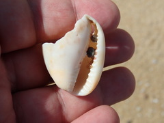 Cypraecassis testiculus