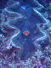Giant Clam