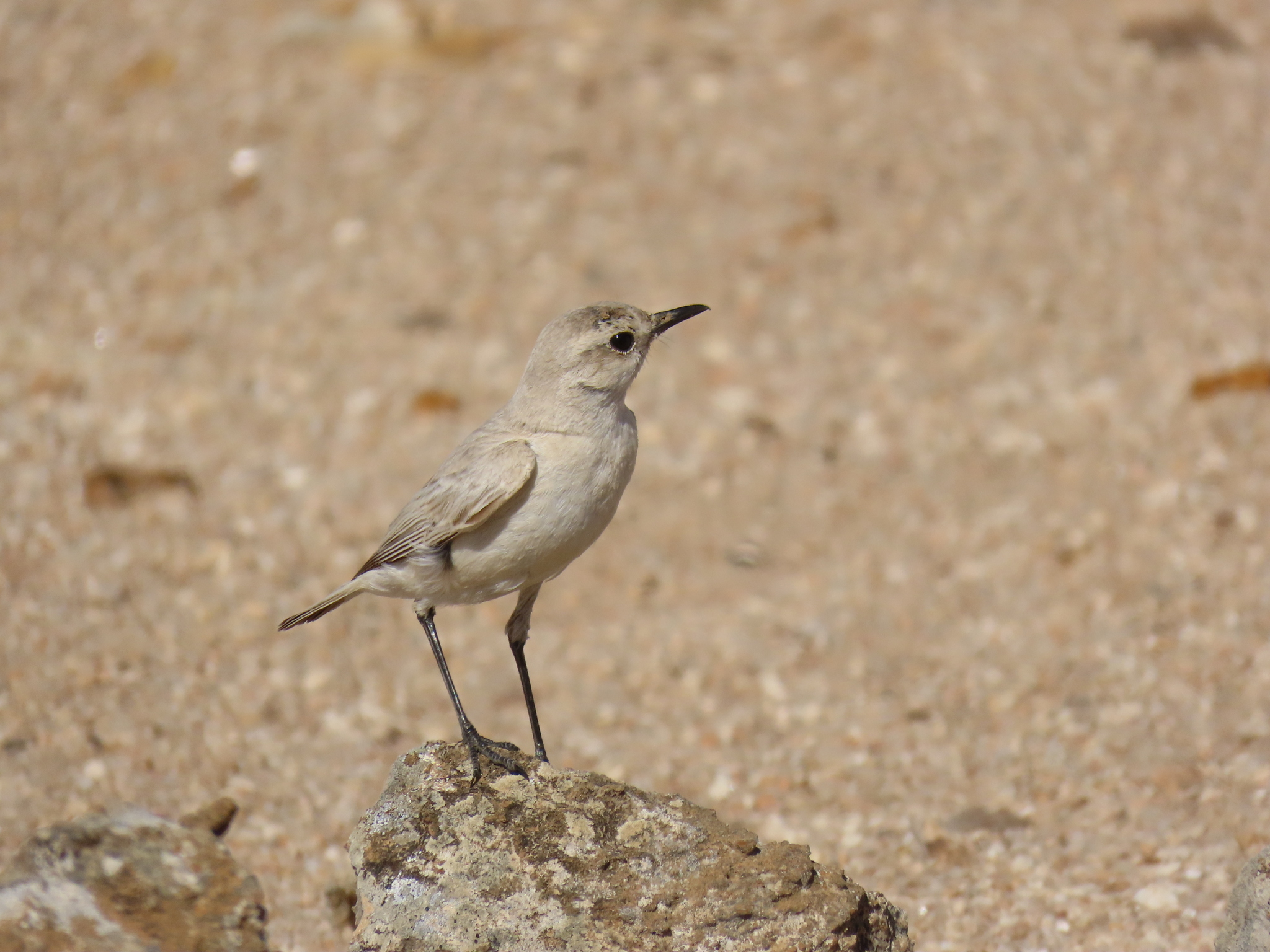 Tractrac Chat (Emarginata tractrac), photo 3