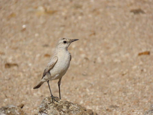 Tractrac Chat (Emarginata tractrac), photo 8