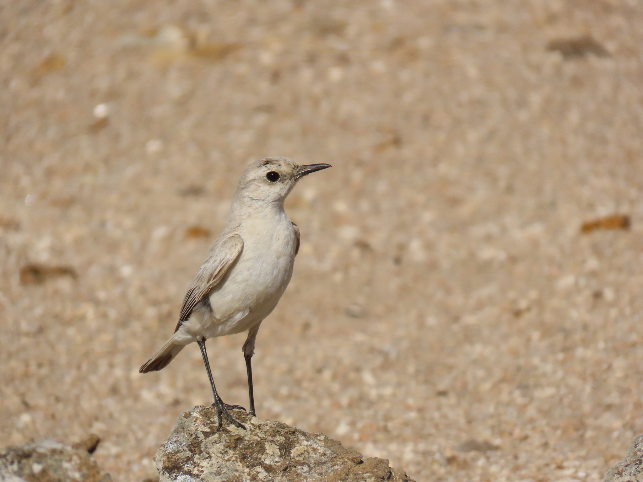 Tractrac Chat (Emarginata tractrac), photo 4