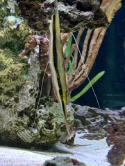 Centriscidae