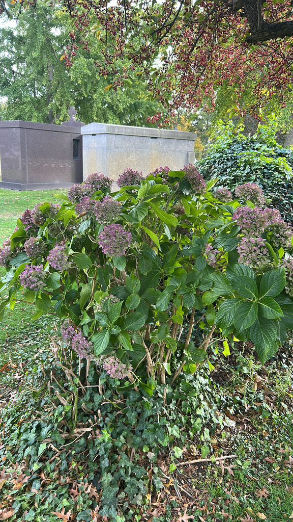 Hydrangea macrophylla