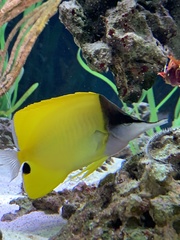 Forcipiger