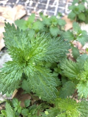 Urtica urens