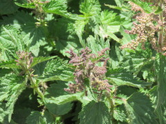 Urtica membranacea