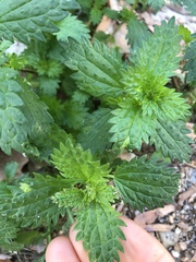 Urtica urens