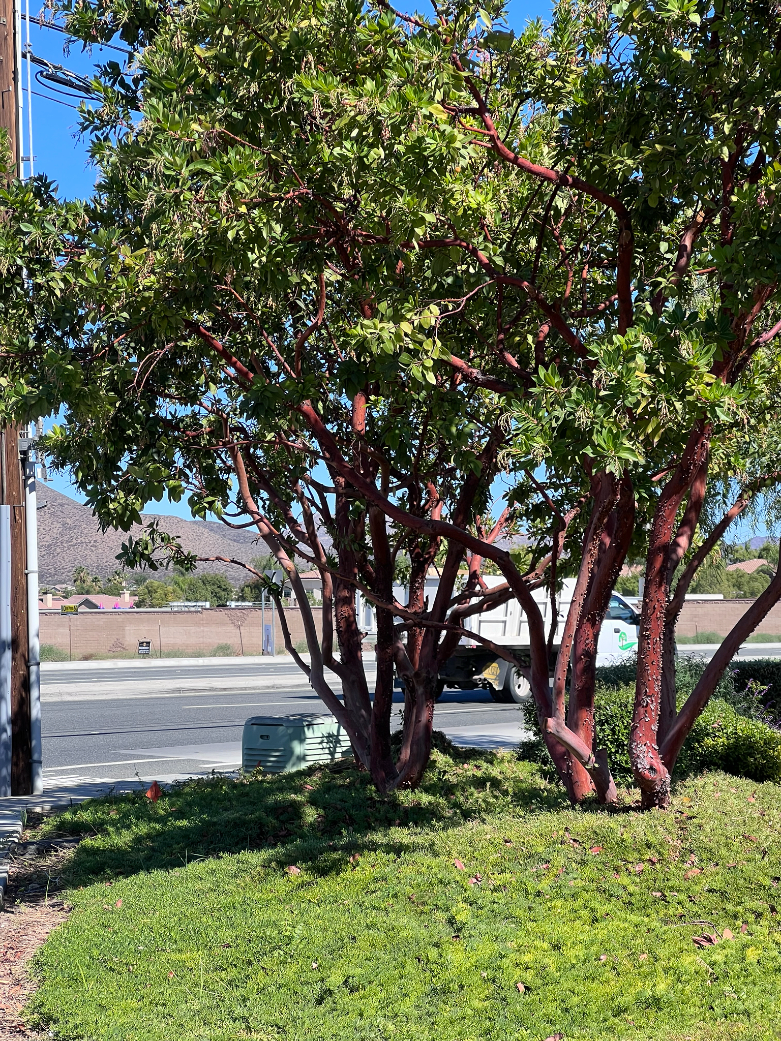 Hybrid Strawberry Tree (Arbutus andrachnoides)