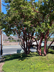 Arbutus × andrachnoides