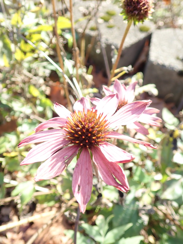Echinacea purpurea