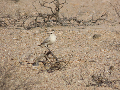 Tractrac Chat (Emarginata tractrac)