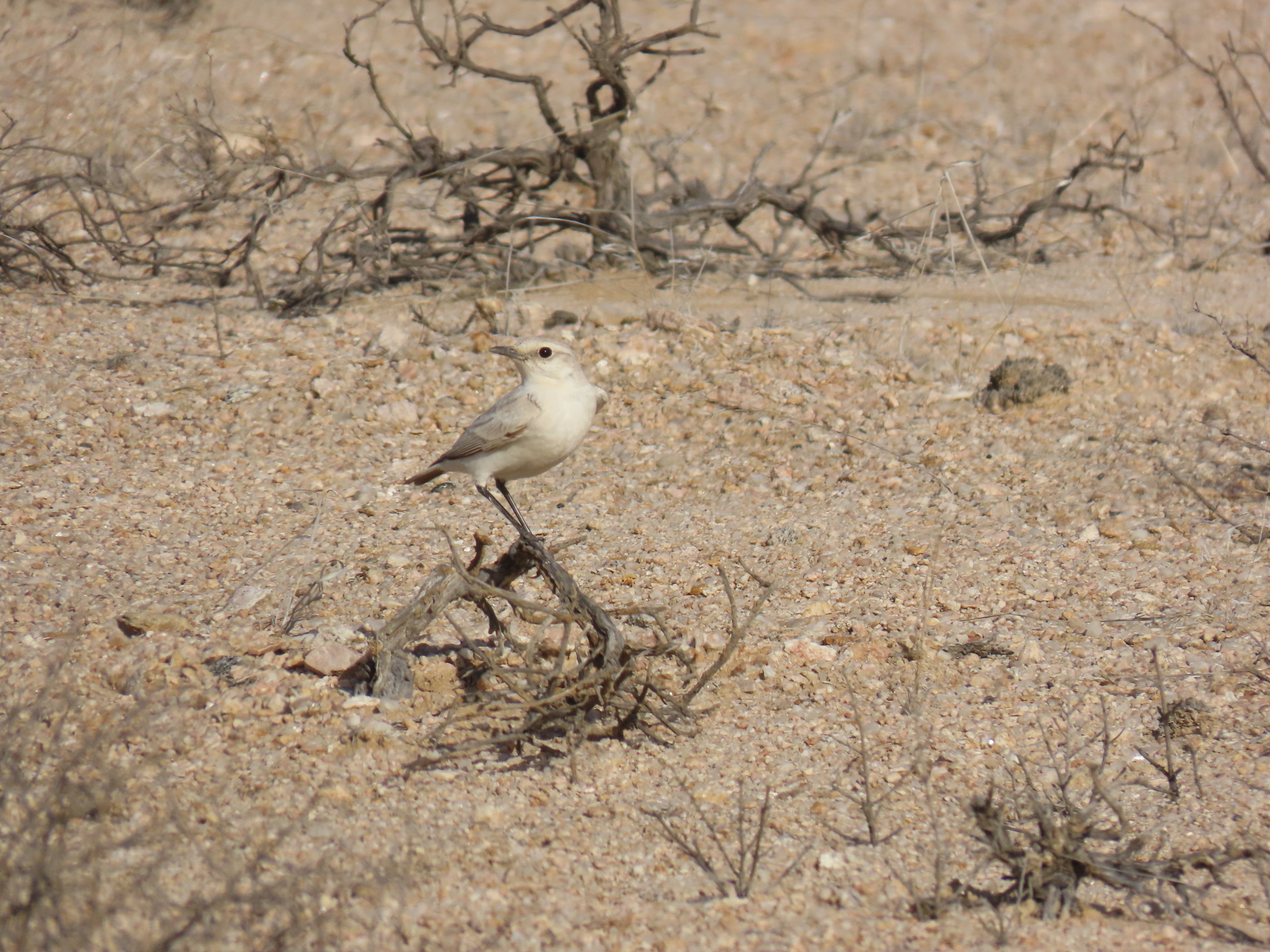Tractrac Chat (Emarginata tractrac), photo 1
