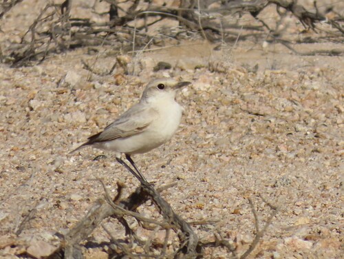 Tractrac Chat (Emarginata tractrac), photo 3