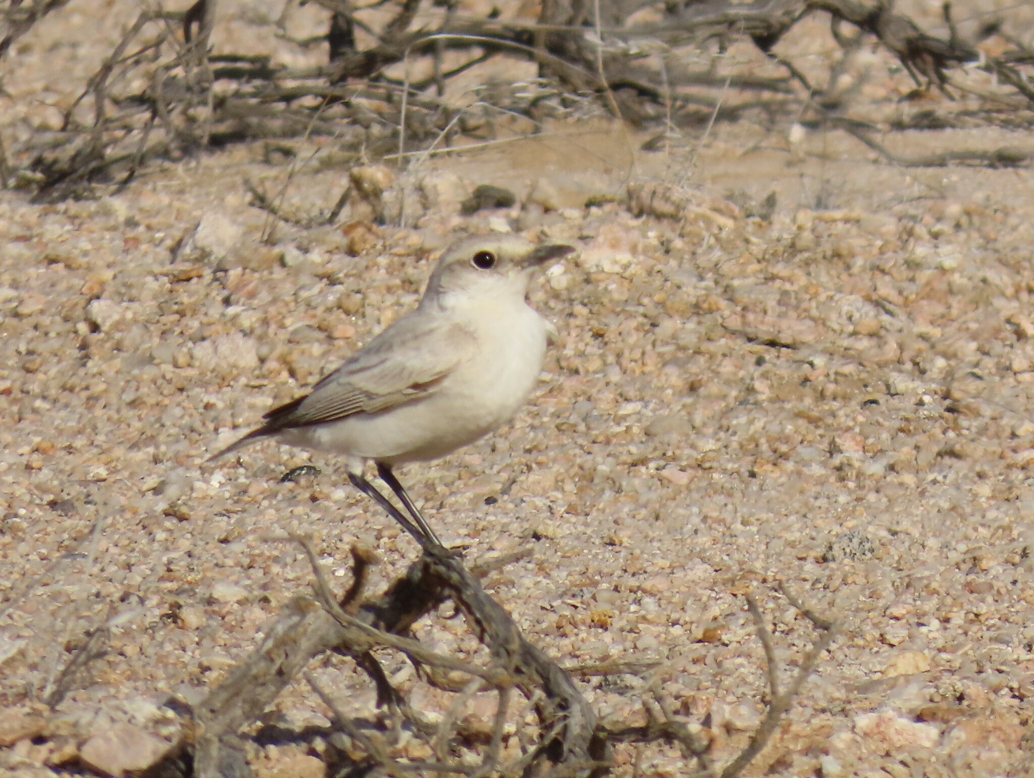 Tractrac Chat (Emarginata tractrac), photo 2