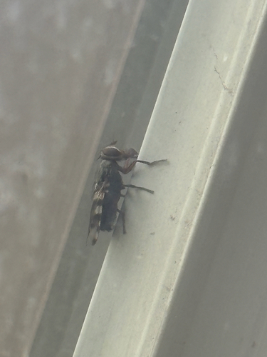 Unknown species found near S Hazel Arlene Cir, Millcreek, UT, US