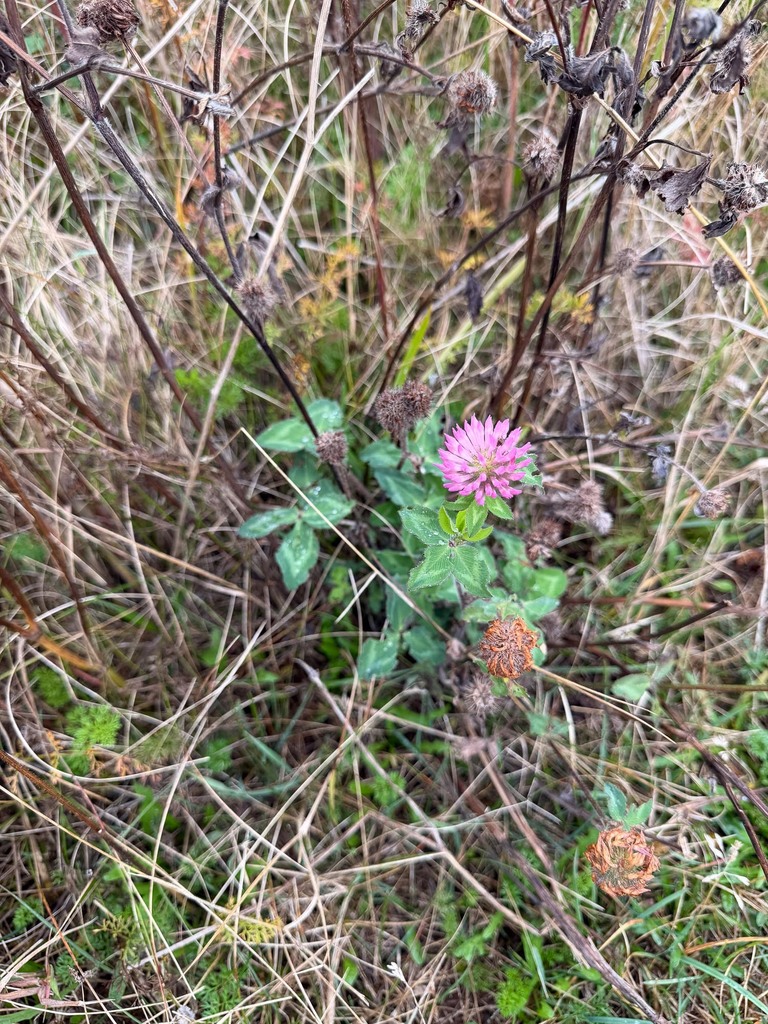 Trifolium pratense