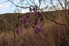 Jacaranda rufa