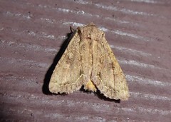 Ichneutica averilla