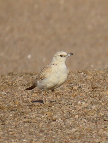 Gray's Lark (Ammomanopsis grayi), photo 9