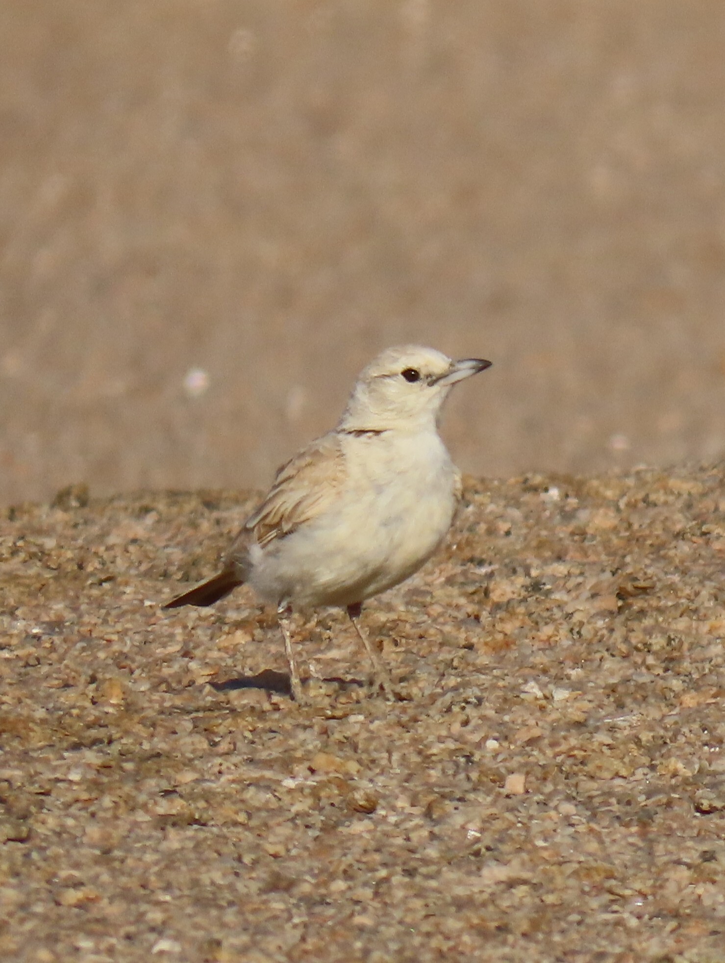 Gray's Lark (Ammomanopsis grayi), photo 1