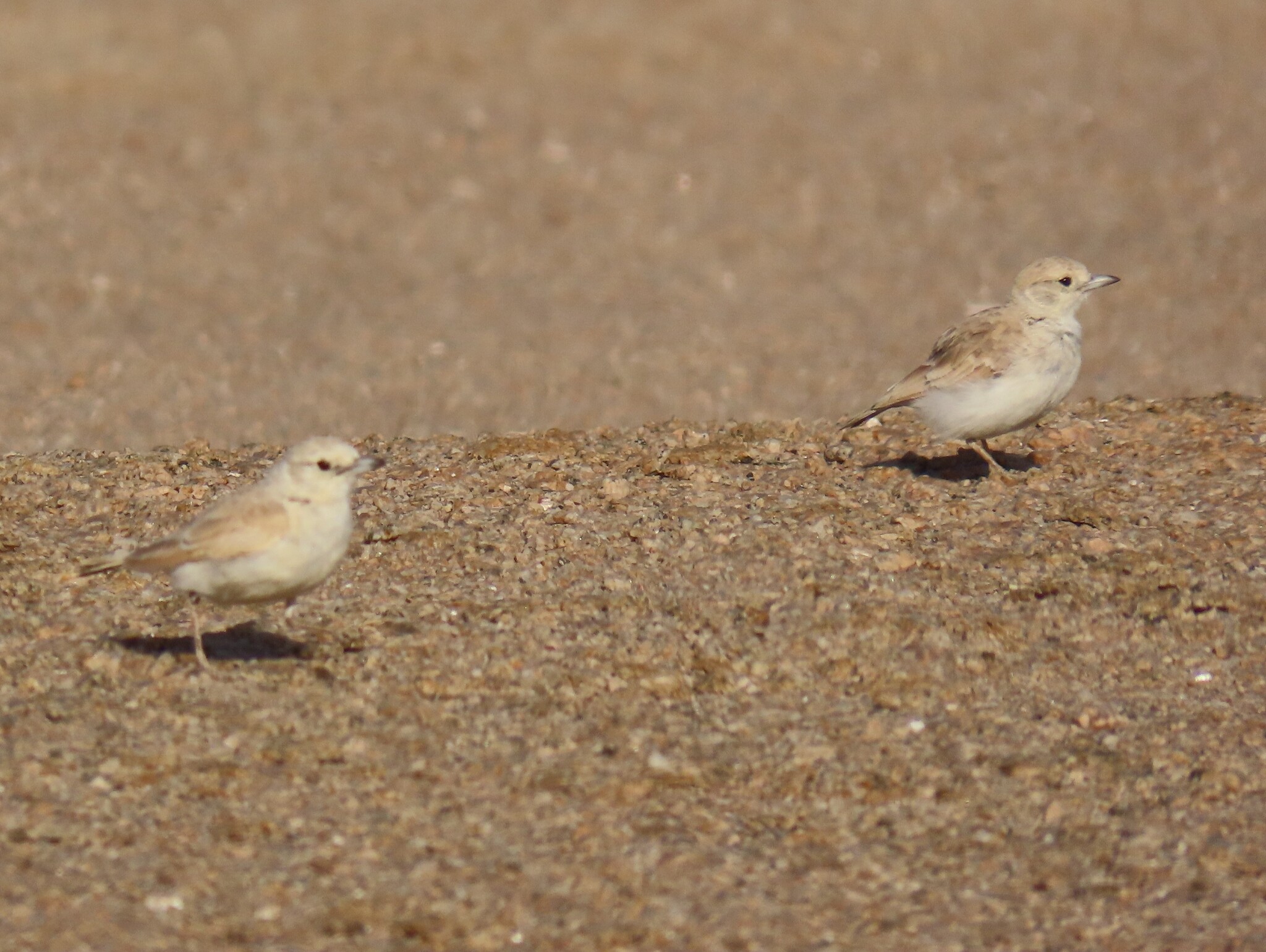 Gray's Lark (Ammomanopsis grayi), photo 2