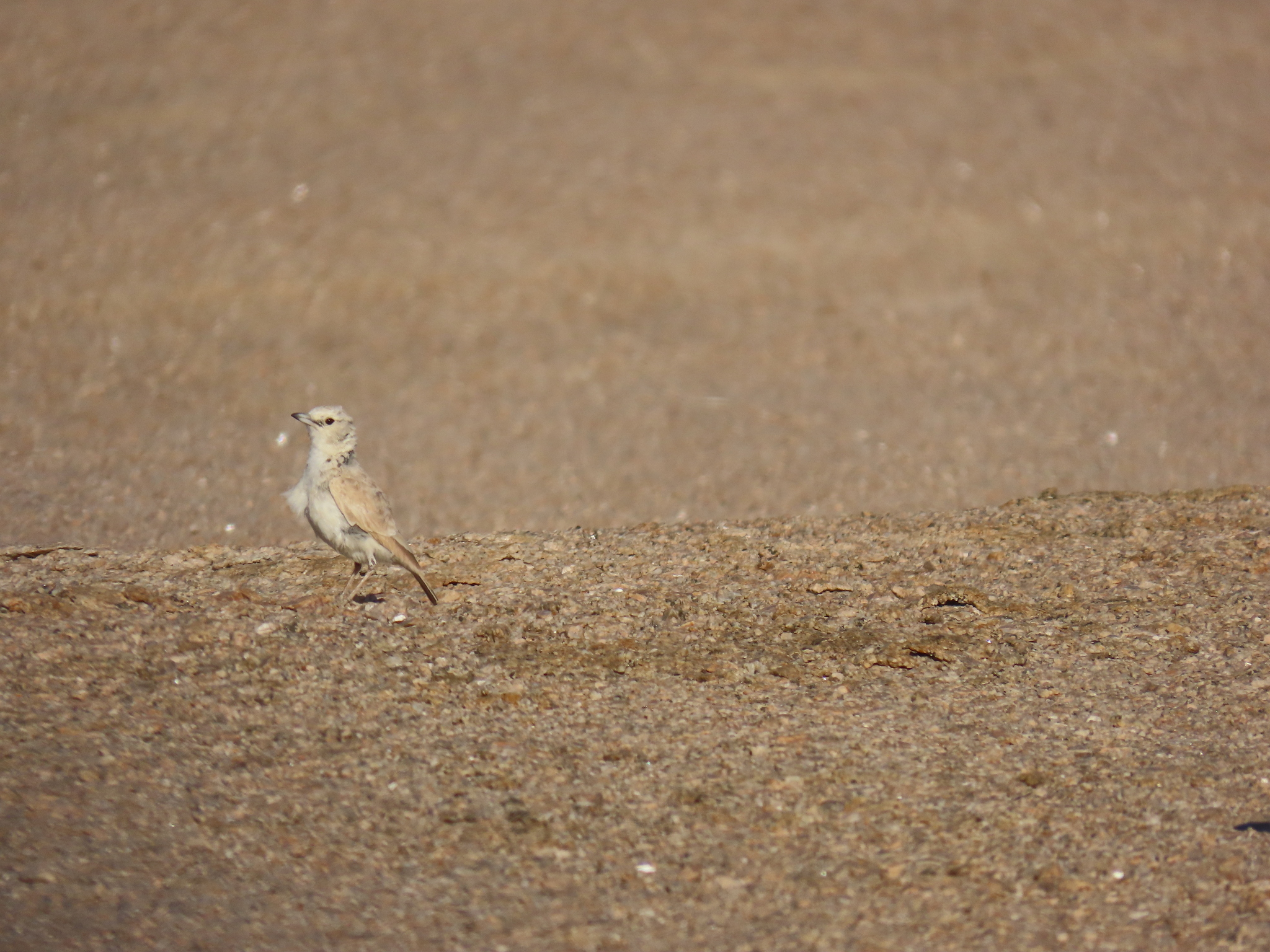 Gray's Lark (Ammomanopsis grayi), photo 7