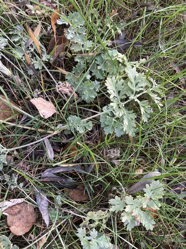 absinthe wormwood