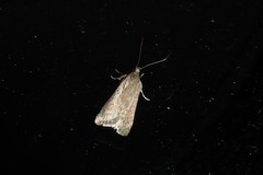 Phaeosaces apocrypta