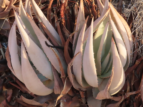Aloe asperifolia, photograph 1