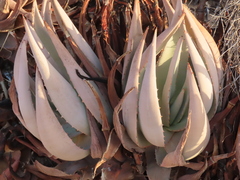Aloe asperifolia, photograph author not stated, no rights reserved