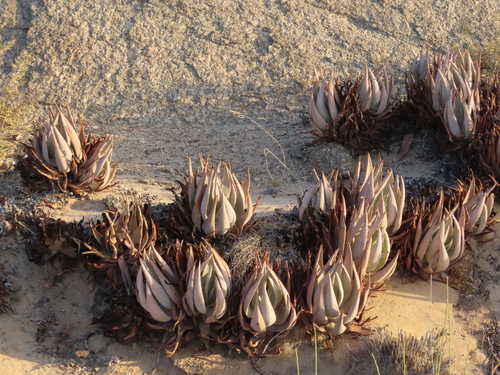 Aloe asperifolia (Aloe asperifolia)