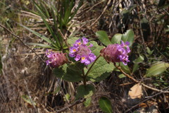 Lippia lupulina