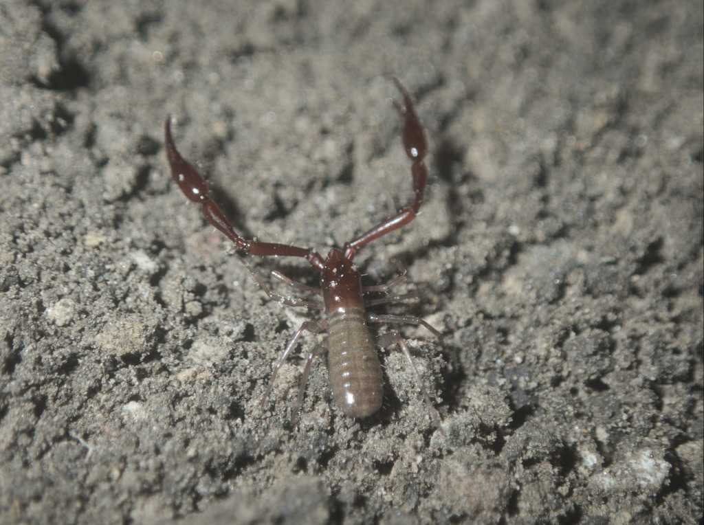 Great Basin Cave Pseudoscorpion