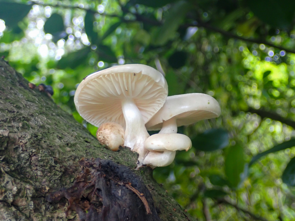 Oudemansiella australis · October 2025 · photo: © richardlitt (iNaturalist, cc0)