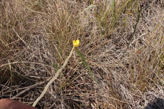 Sisyrinchium vaginatum