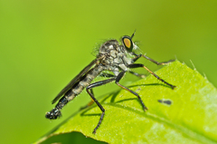 Neoitamus socius