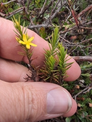 author not stated, no rights reserved Hypericum juniperinum, photograph author not stated, no rights reserved