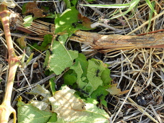 Acromyrmex lobicornis