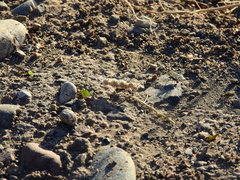 Acromyrmex lobicornis