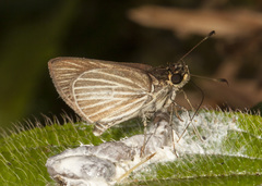 Callimormus radiola radiola