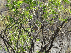 Pseudoseisura gutturalis