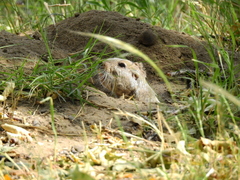 Ctenomys